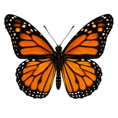 Fototapeta premium butterfly isolated on white background