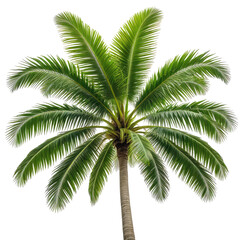 Isolated lush green palm tree against transparent backdrop