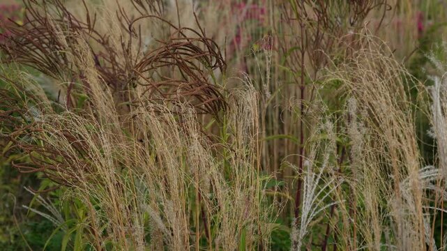 Ziergr&auml;ser Pflanzen im Herbst, verschiedene Gr&auml;ser im Garten in der herbstlichen Jahreszeit, ein sch&ouml;n gestalteter Gartenbereich im Monat September in Europa