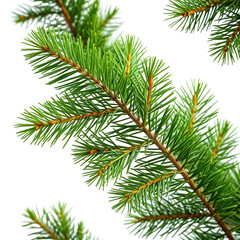 Obraz premium Detailed close-up of fresh green pine tree branch
