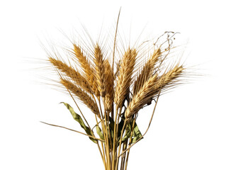 Fototapeta premium Golden wheat stalks bundle macro photograph capturing ripe grains harvested agriculture food staple isolated on transparent background