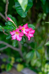 Vibrant Pink Desert Rose Flowers Blooming in Tropical Garden