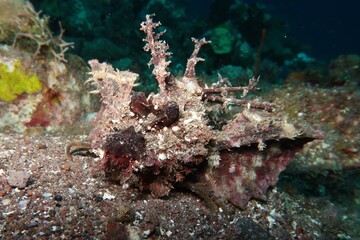 inimicus didactylus indian ocean walkman camouflaged in the sand