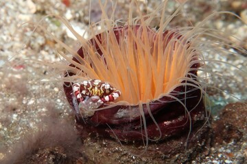 lissocarcenus laevis harlequin swimming crab relaxing in a hormathia anemone      