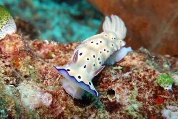Hypselodoris tryoni nudibranch crawling on a coral close-up