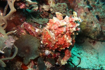antennarius pictus red painted frogfish close-up on a coral reef in Alor, Indonesia     