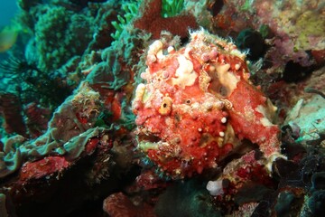 red painted frogfish antennarius pictus lurking for prey close-up on a coral reef in Alor, Indonesia    