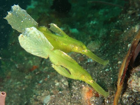 Solenostomus halimeda ghostpipefish couple hovering together on a reef in Alor, Indonesia 