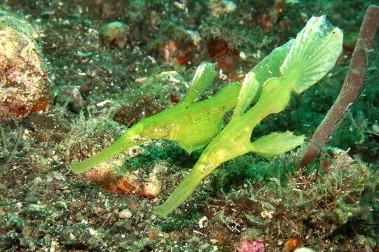 Solenostomus halimeda ghostpipefish couple hovering together on a reef in Alor, Indonesia