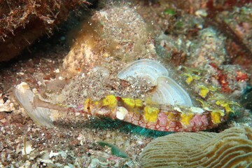 Halicampus macrorhynchus ornate pipefish close-up on coral in Alor, Indonesia 