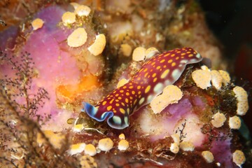 Pseudoceros lindae Linda's Flatworm Polyclad close-up on coral in Alor, Indonesia 