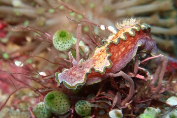 Glossodoris cincta nudibranch close-up on soft coral in Alor, Indonesia