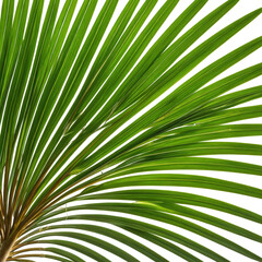 Obraz premium Close-up shot of vibrant green palm leaves with dark background