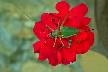 Grasshopper on red pelargonium