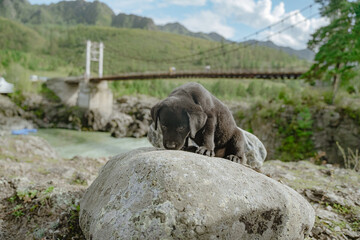 A black Labrador puppy sits on a rock in the mountains