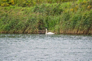 a swan swimming on the river against the background of tall reeds, Cybina Valley area