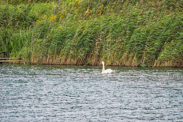 a swan swimming on the river against the background of tall reeds, Cybina Valley area