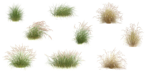 Panicum,Pennisetum Grass isolated on transparent  background