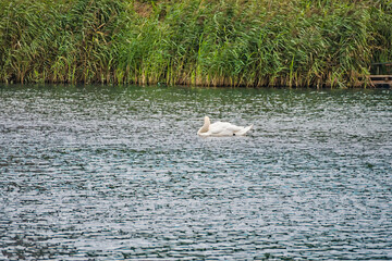a swan swimming on the river against the background of tall reeds, Cybina Valley area