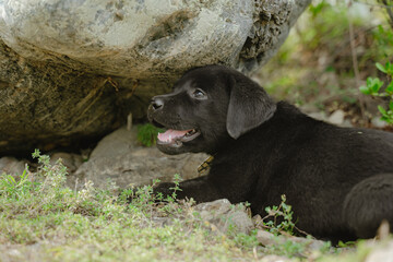 The black puppy is breathing heavily through its mouth.