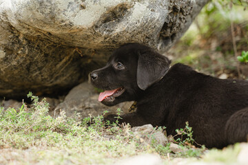 The puppy is lying on the ground breathing with its mouth open.