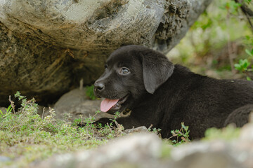a happy black Labrador puppy who has had his fill of walking