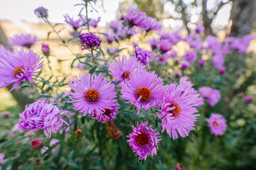 Obraz premium Close-up of vibrant purple Aster flowers in full bloom in a garden, bathed in warm sunlight with a soft focus background of greenery and trees.