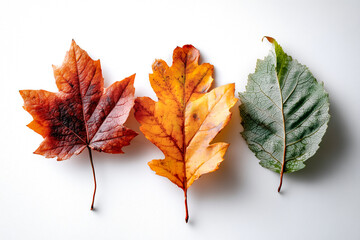 Leaves in autumn hues arranged in a row, showcasing red, yellow, and green tones on a clean background.
