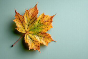 Leaf rests on a soft teal background, showcasing vivid autumn hues, intricate veins, and gentle shadows.