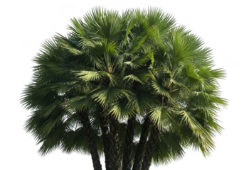 Detailed close-up image of a lush green kakoli whisk showing intricate leaf structure and vibrant color isolated on transparent background