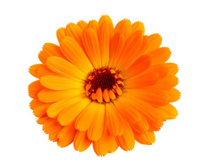 Orange marigold flower isolated background 