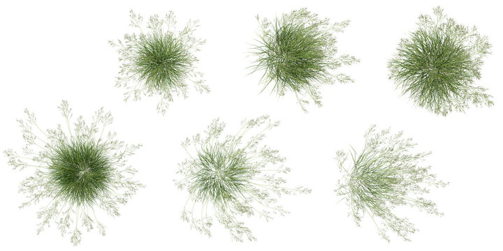 set of stipa Grass isolated on transparent  background from the top view