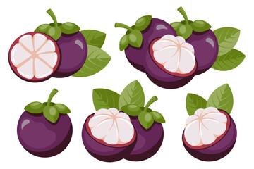 Fresh mangosteen fruit set, cut and whole fruits. Tropical fruit background. Illustration.