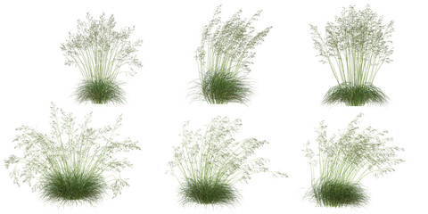 set of stipa Grass isolated on transparent  background