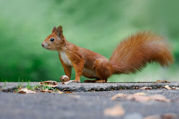Close-up of a red squirrel sitting on the asphalt near an acorn against a light green background.