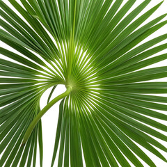 Obraz premium Close-up of a green palm leaf with a fan-like structure, showcasing detailed veins