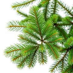 Close-up of fresh, green fir tree branches with fine needle details