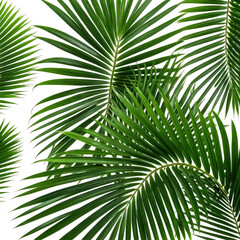 Obraz premium Lush green palm leaves overlapping on a dark background