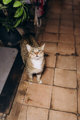 Obraz premium A Charming Tabby Cat Stands Attentively in a Cozy Indoor Space Surrounded by Lush Greenery and Tiled Flooring, Capturing the Heart of Every Animal Lover Who Sees This Image.