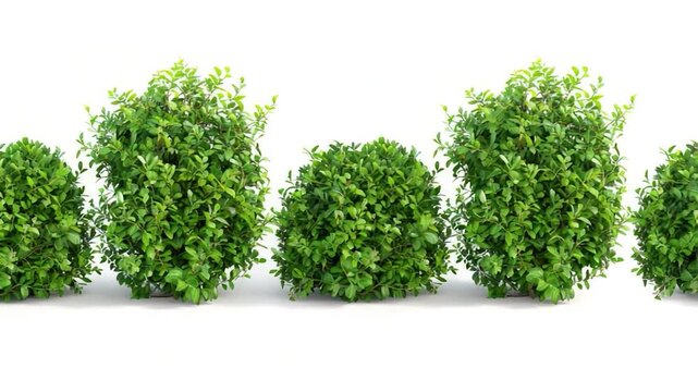 Video clip A row of green bushes on a white surface, ideal for use in interior design or packaging illustrations