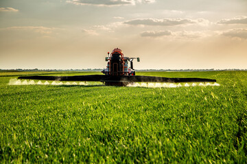 Farming tractor spraying wheat crops in green agricultural field