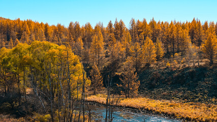 autumn landscape in the forest