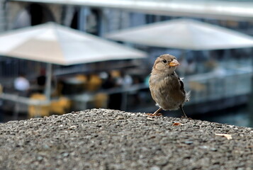 Niedlicher Spatz auf einer Mauer in Ljubjana