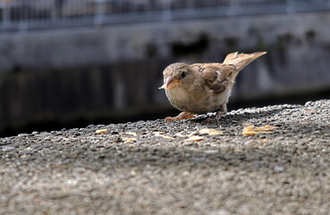 Niedlicher Spatz auf einer Mauer in Ljubjana
