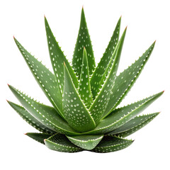 A vibrant green aloe vera plant with pointed leaves and white speckles isolated on transparent background