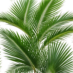 Fototapeta premium Detailed close-up of vibrant green palm fronds against black background