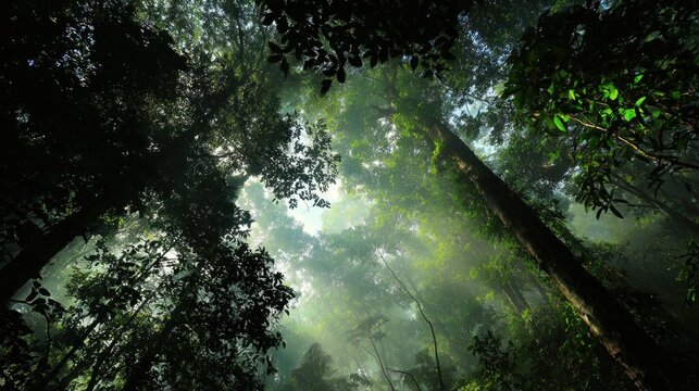 Lush forest canopy viewed from below. Sunlight penetrates the dense foliage