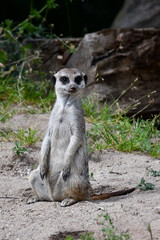 meerkat on guard