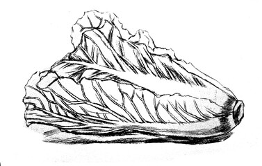 vegetable hand drawing engraving illustration isolated on white background	
