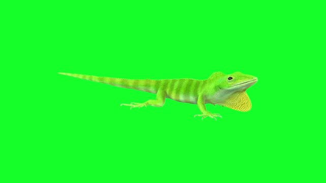 anolis garmani idle.